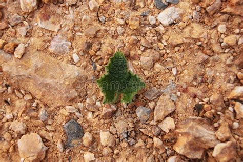 leaf   ground stock image image  floor