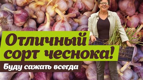 Озимый чеснок. Отзыв о сорте Любаша - YouTube