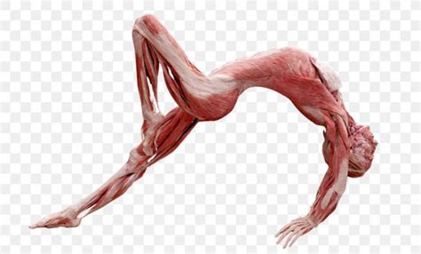 Pelvic Floor and Fascia Strengthening - UrbaLife