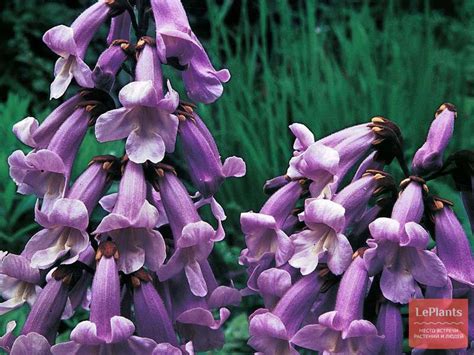 Павловния войлочная (Paulownia tomentosa) — описание, выращивание, фото ...