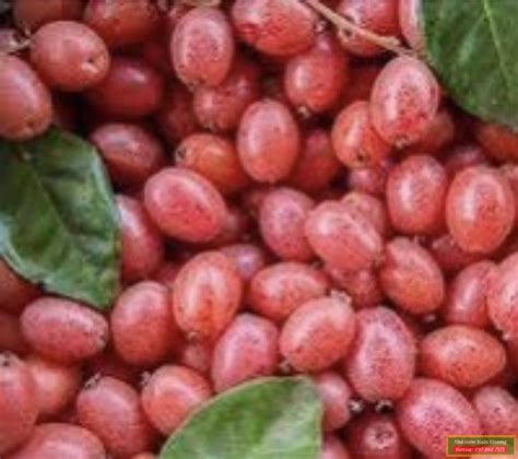 cay nhot ngot nha vuon xuan khuong