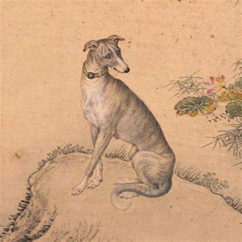 闢謠，狗狗雜色是基因缺陷？需知虎斑犬一身斑紋，卻成為了御犬 - 每日頭條