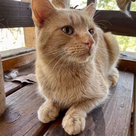 Rory – Feral Feline Friends of East Tennessee