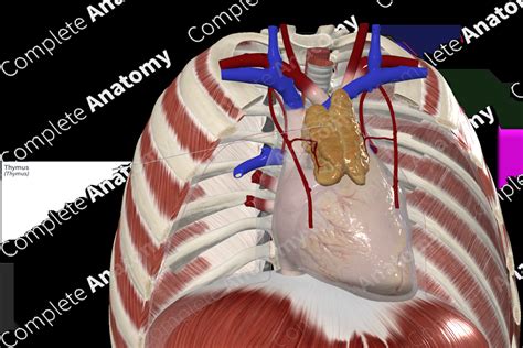 thymus complete anatomy