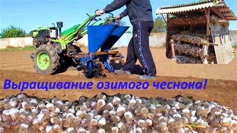 Выращивание чеснока в одном видео!!! - YouTube