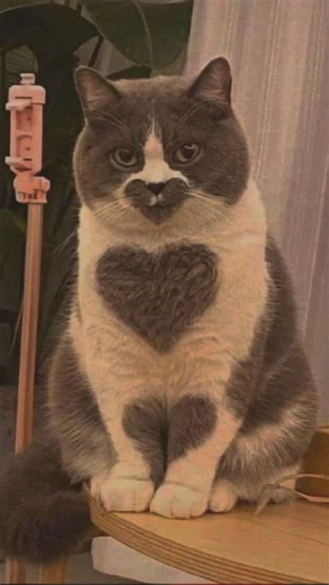 Pin by Эстетик 🌟Гёрл🌟 on эстетика) | Cute baby animals, Cute animals ...