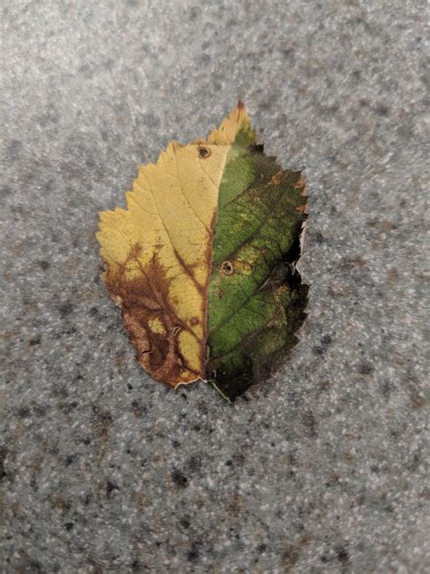 leaf  perfectly split rmildlyinteresting