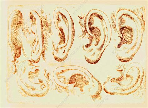 Human ears - Stock Image - N250/0011 - Science Photo Library