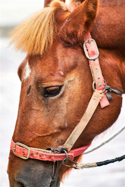 blood head      blood head stock  hd