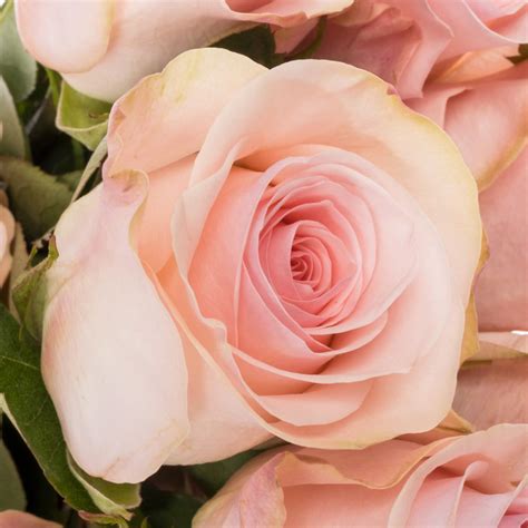 Rose rosa Novia X10 (Ec) 50cm (Rosen Ecuador) | Heyl - Blumengroßhandel ...