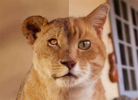 diferentes tipos de gatos domesticos  fotos  razas de gatos