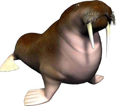 Морж PNG