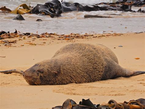 die top sehenswuerdigkeiten  otara  mit fotos tripadvisor