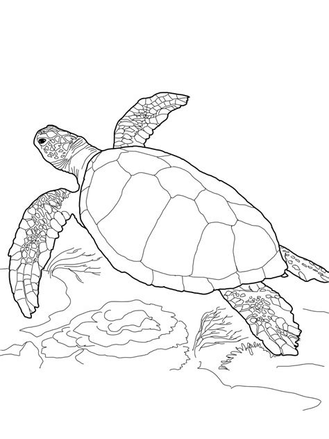 Imagens de tartarugas para imprimir e colorir - Educação Online