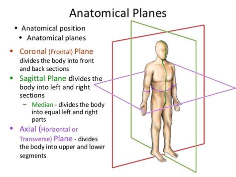 The Anatomy Of Axial Coronal Sagittal Planes Unlocking The Secrets Of The Human Body