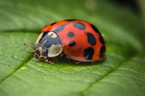 ladybugs  red  black spots school  bugs