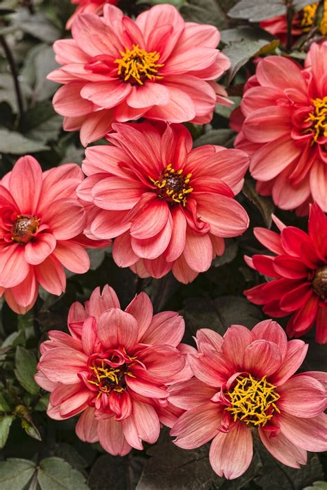 dahlia variabilis dahlightful sultry scarlet  dahlia garden