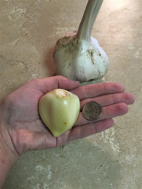 How Many Teaspoons In Clove Of Garlic 4