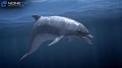 Animated Bottlenose Dolphin - 3D Model by NoneCG