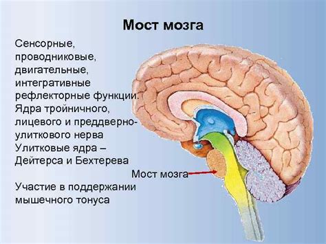 Спинной мозг Серое вещество тела нервных клеток