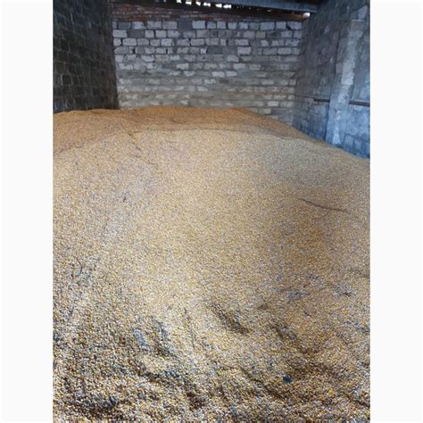 Продам фуражную кукурузу, купити фуражную кукурузу — Agro-Ukraine