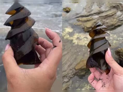 Woman finds shark egg at the shore; leaves internet amazed by its shape ...