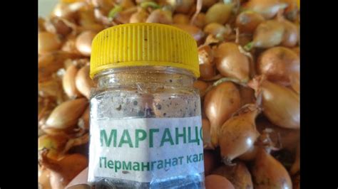 В КАКОЙ ПОСЛЕДОВАТЕЛЬНОСТИ ПРОВОДИТЬ ПРЕДПОСЕВНЫЕ ОБРАБОТКИ ЛУКА ...