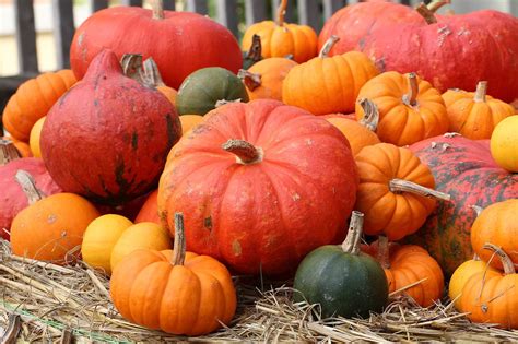 pumpkin facts  thanksgiving