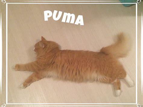 PUMA - Russian Edition | Пикабу