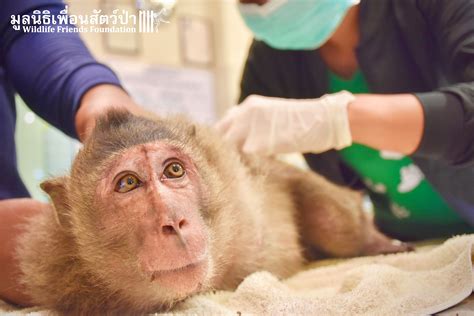 Successful Monkey Rescue and Release - Wildlife Friends Foundation Thailand