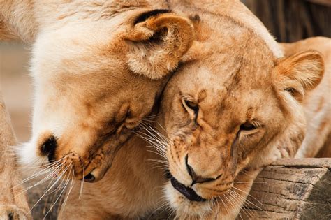 Cuddling Lions Free Stock Photo - Public Domain Pictures