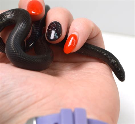 "Shade" 2024 CBB Male Mexican Black King Snake – New England Reptile - NERD