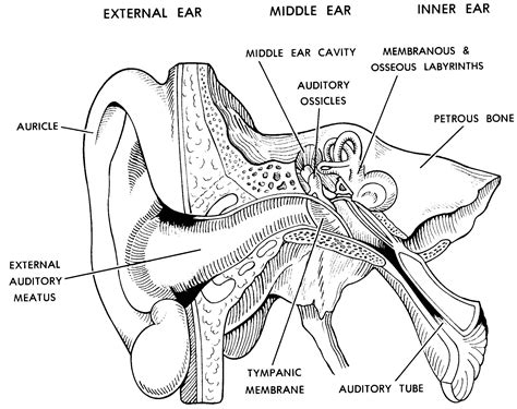 Parts Of The Ear Drawing at PaintingValley.com | Explore collection of