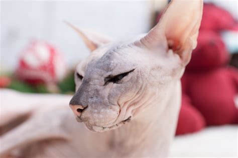 Donskoy - De Nieuwe kat