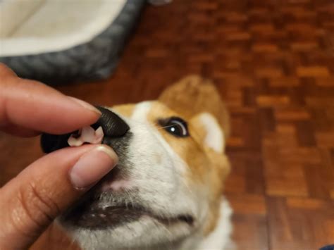 Found a puppy tooth. Did anyone keep their pup's tooth? : r/corgi