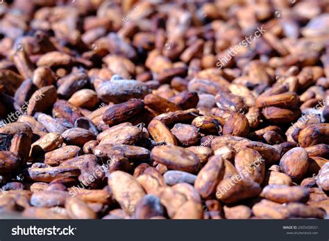 Process Drying Cocoa Beans Dry Stock Photo 2005428551 | Shutterstock