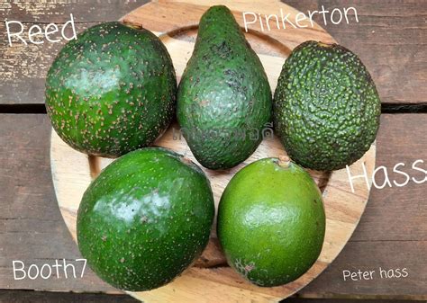 avocado varieties