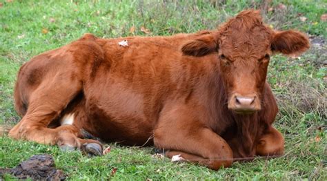 South Devon Cattle Breed: Facts, Pictures, Uses, Origins & Characteristics | Animal World