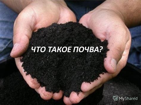 Презентация на тему: "Урок по теме: ПОЧВА. Состав почвы и её значение ...