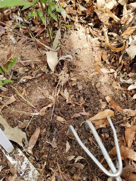 Clematis, adding lime to soil, clematis like lime | Clematis, Garden