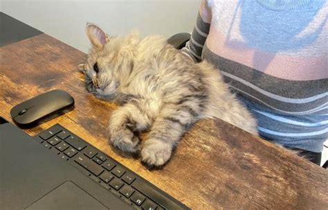 10 причини защо хората харесват котки - Котки - DogsAndCats.bg