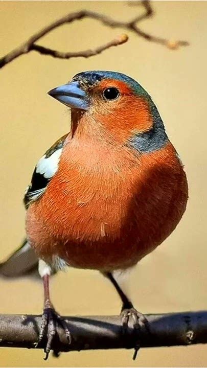 Красивое пение зяблика. The singing of a finch. الطيور. - YouTube