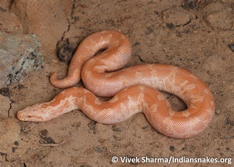 Big Four Indian Snakes 3