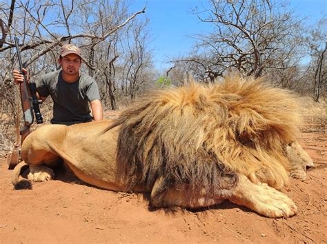 Lion & Lioness Hunting 2024 | AfricaHunting.com