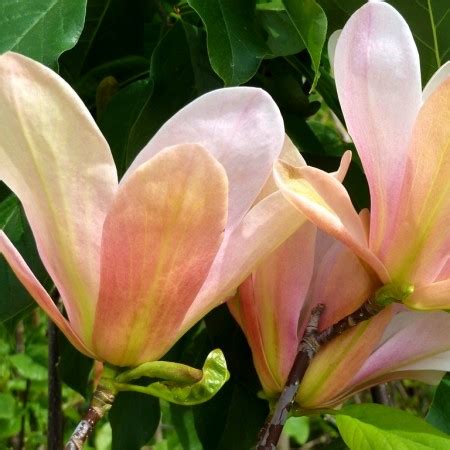 Magnolia Coral Lake - AgroDenmar.ro