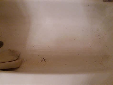 There's ants in my bathtub. : r/Wellthatsucks