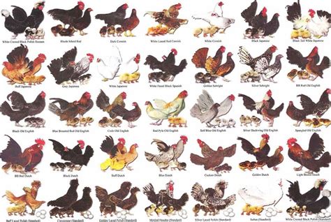bantam chart baby chickens breeds fancy chickens chicken breeds