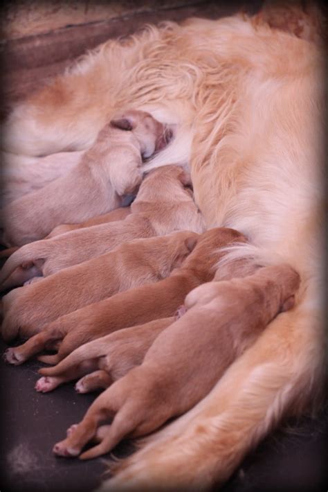 The Story of Our New Golden Retriever Puppies… - Windy Knoll Golden ...