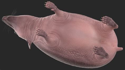 Bald Hedgehog 3D Model $129 - .gltf .obj .ma .max .upk .unitypackage ...