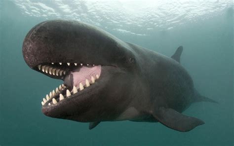 TYWKIWDBI ("Tai-Wiki-Widbee"): NIce teeth